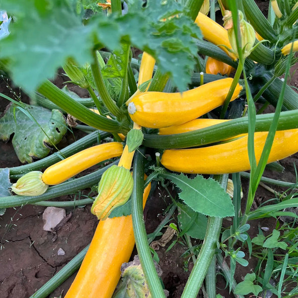 Imperial Concubine Zucchini Seeds, 15 Seeds