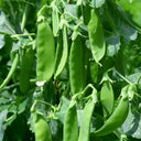 Sweet & Crispy Snow Pea Seeds, 10g Per Bag