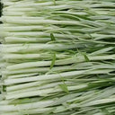 'JieMei' White-Stemmed Water Spinach Seeds, 20g