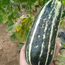 Shengmei No.1 F1 Melon, 200 Seeds