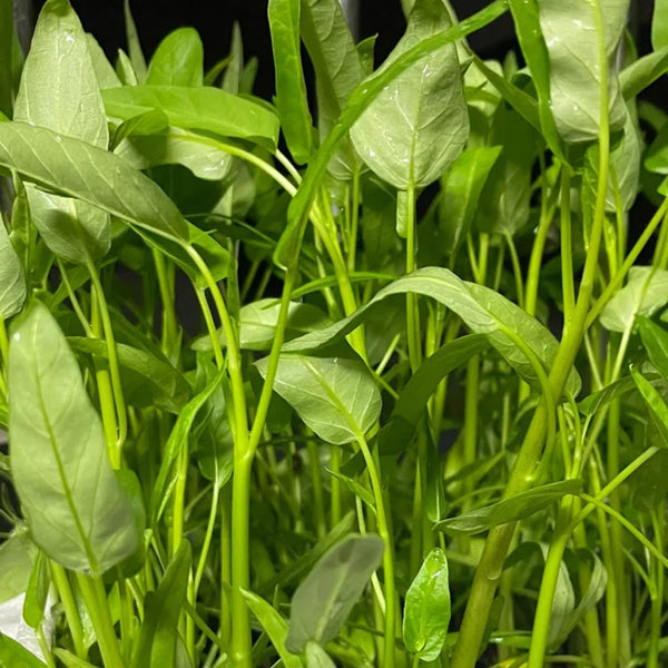 Meifeng No.3 Water Spinach Seeds, 20g