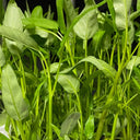 Meifeng No.3 Water Spinach Seeds, 20g