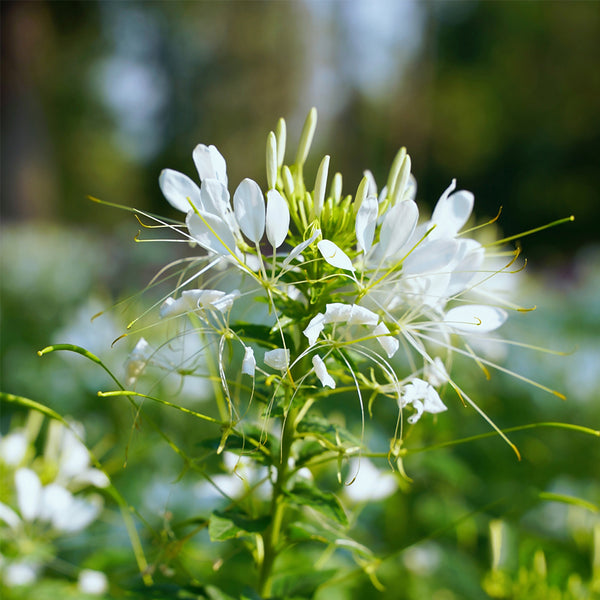 White Spider Flower Seeds, 200 Seeds