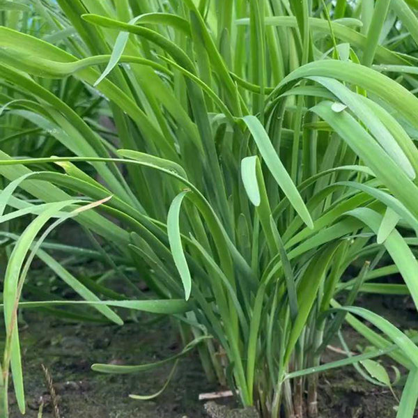 Dugen Red Chinese Chives Seeds, 10g