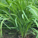 Dugen Red Chinese Chives Seeds, 10g