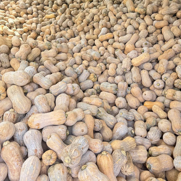 Pillow Pumpkin Seeds, 10 Seeds