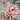 'Pink Dream' Lycoris, 1 Bulb