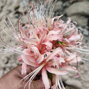 'Pink Dream' Lycoris, 1 Bulb