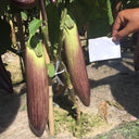 Yu Bamboo-Silk Eggplant No.881 Seeds, 8g