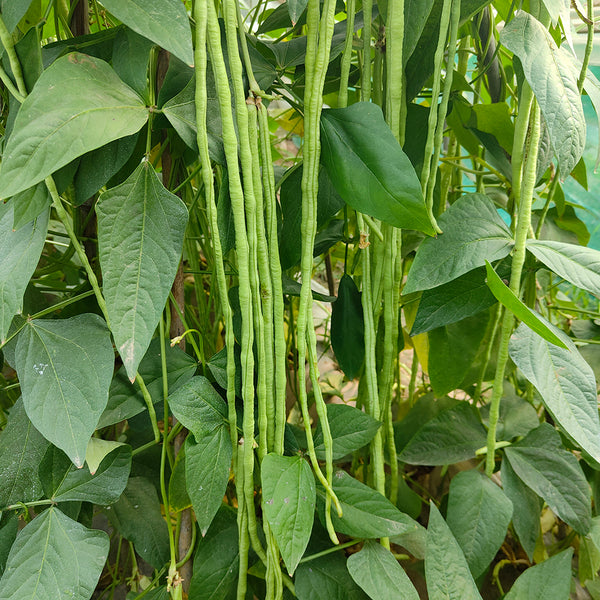 'Jiangshan Sijin' Cowpea Seeds, 100g