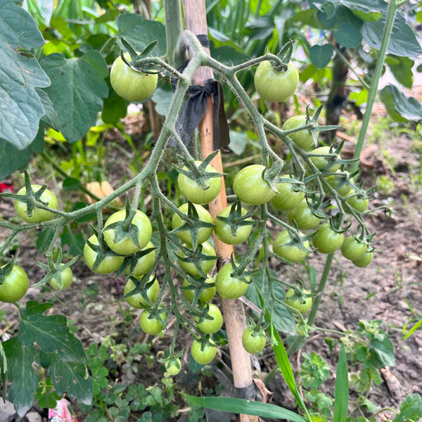 Yanbai No. 9 Cherry Tomato, 20 Seeds