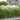 Mexican Feathergrass, 50 Seeds