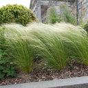 Mexican Feathergrass, 50 Seeds