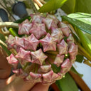 Hoya carnosa 'Freckles Splash', 3 Cuttings