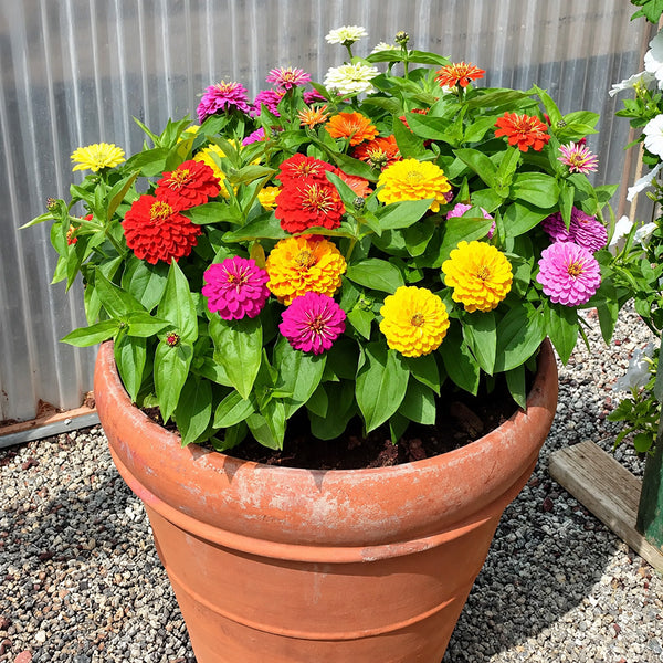 W1345 Dwarf Double Zinnia Mix, 100 Seeds