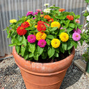 W1345 Dwarf Double Zinnia Mix, 100 Seeds