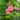 Pink Garden Balsam Double Flower Seeds, 100 Seeds