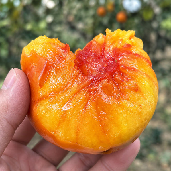 U2608 Cocktail Fruit Tomato, 20 Seeds