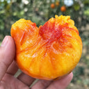 U2608 Cocktail Fruit Tomato, 20 Seeds