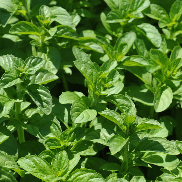 Pennyroyal Mint, 1000 Seeds