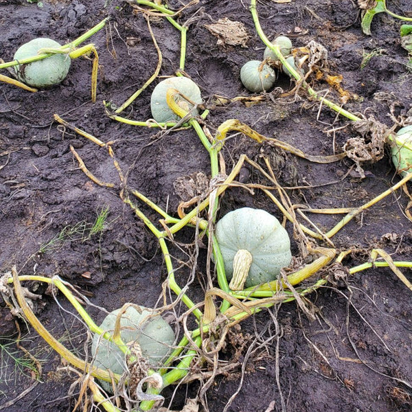 Large White Flat-Seeded Pumpkin, 15 Seeds