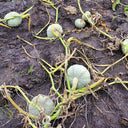 Large White Flat-Seeded Pumpkin, 15 Seeds