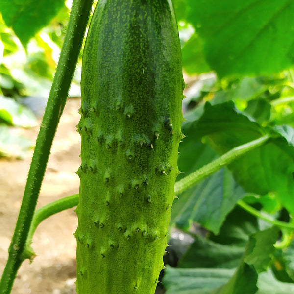 Trellis-Crushing Snack Cucumber Seeds, 1g