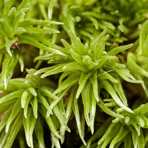 White Cushion Moss Seeds, 500 Seeds