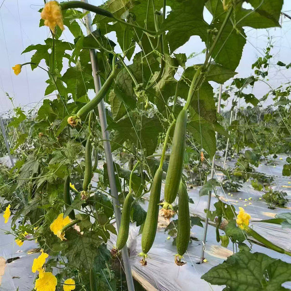 Thai Green Thumb Luffa, 3 Seeds