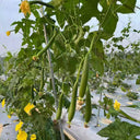 Thai Green Thumb Luffa, 3 Seeds