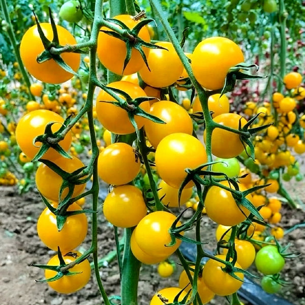 Charlotte F1 Tomato, 5 Seeds
