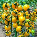 Charlotte F1 Tomato, 5 Seeds