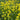 Yellow Flag Iris, 50 Seeds