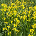 Yellow Flag Iris, 50 Seeds