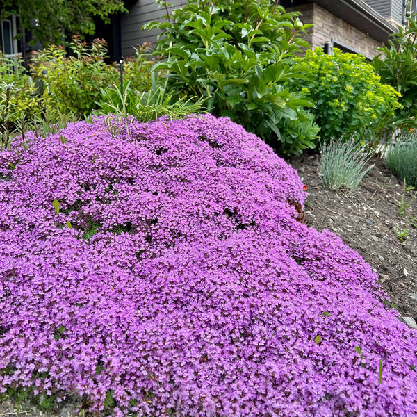 Creeping Thyme, 100 Seeds