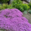 Creeping Thyme, 100 Seeds