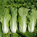 All-season Fast-growing Bok Choy