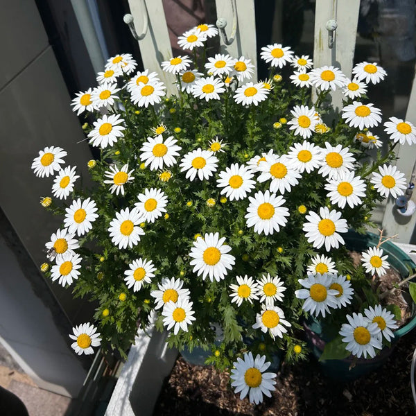 White Crystal Daisy Seeds, 1 Gram ≈ 1600 Seeds