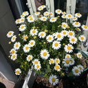 White Crystal Daisy Seeds, 1 Gram ≈ 1600 Seeds