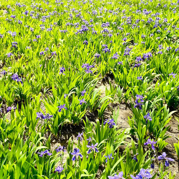 Blue Butterfly Iris, 100 Seeds