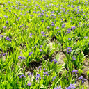 Blue Butterfly Iris, 100 Seeds
