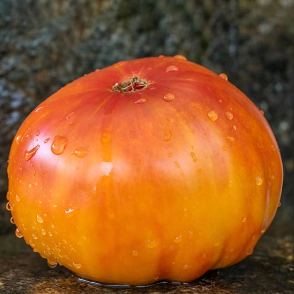 879 Southern Pride Tomato, 5 Seeds