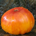 879 Southern Pride Tomato, 5 Seeds