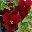 Super Bingo Series Red Pansy Seeds, 100 Seeds
