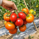 64 KAS 4 Red Version Tomato, 5 Seeds