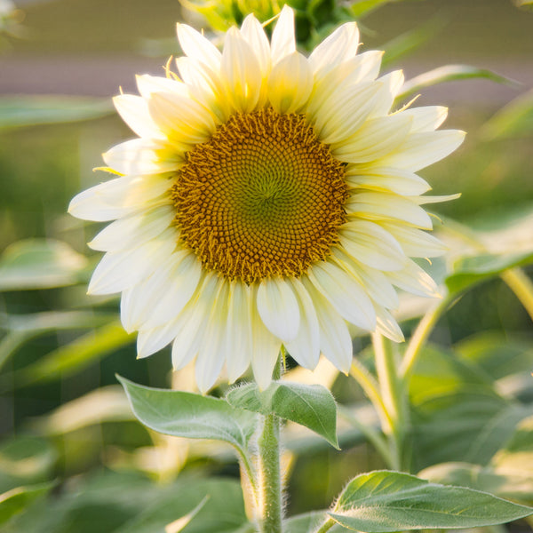 'White Moonlight' Sunflower, 6 Seeds