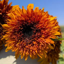 Chiyan Little Bear Sunflower Seeds, 1g