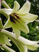 Cardiocrinum giganteum var. yunnanense