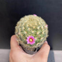 Mammillaria carmenae, 3-4cm