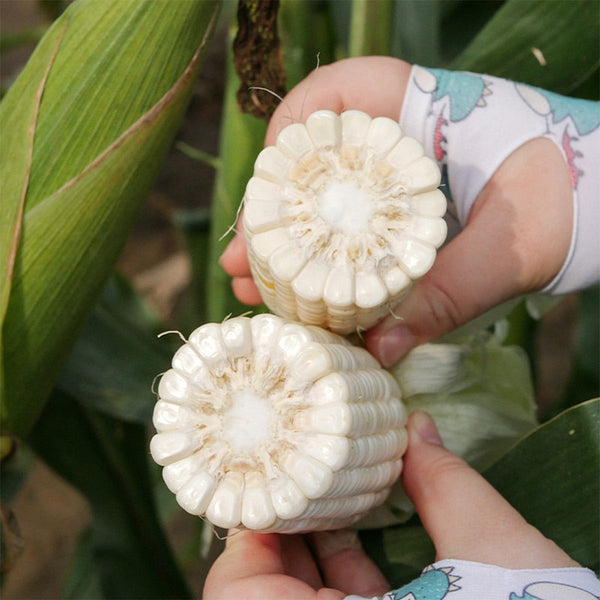 Aotiannuo 75 Sweet Waxy Corn Seeds, 40g